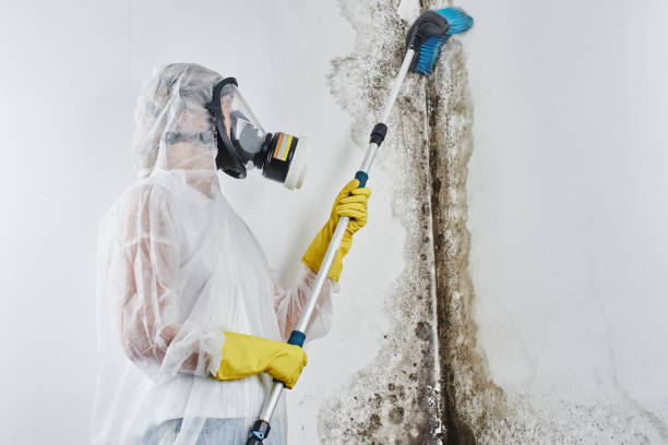 Best Affordable Mold Removal  in Mountlake Terrace, WA