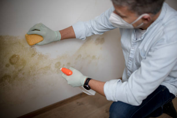 Best Emergency Mold Removal  in Mountlake Terrace, WA