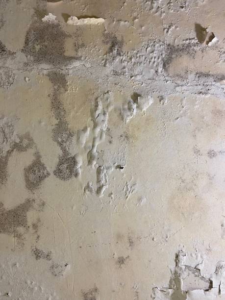 Best Mold Damage Repair  in Mountlake Terrace, WA