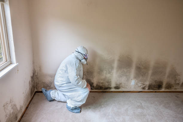 Crawl Space Mold Removal in Mountlake Terrace, WA